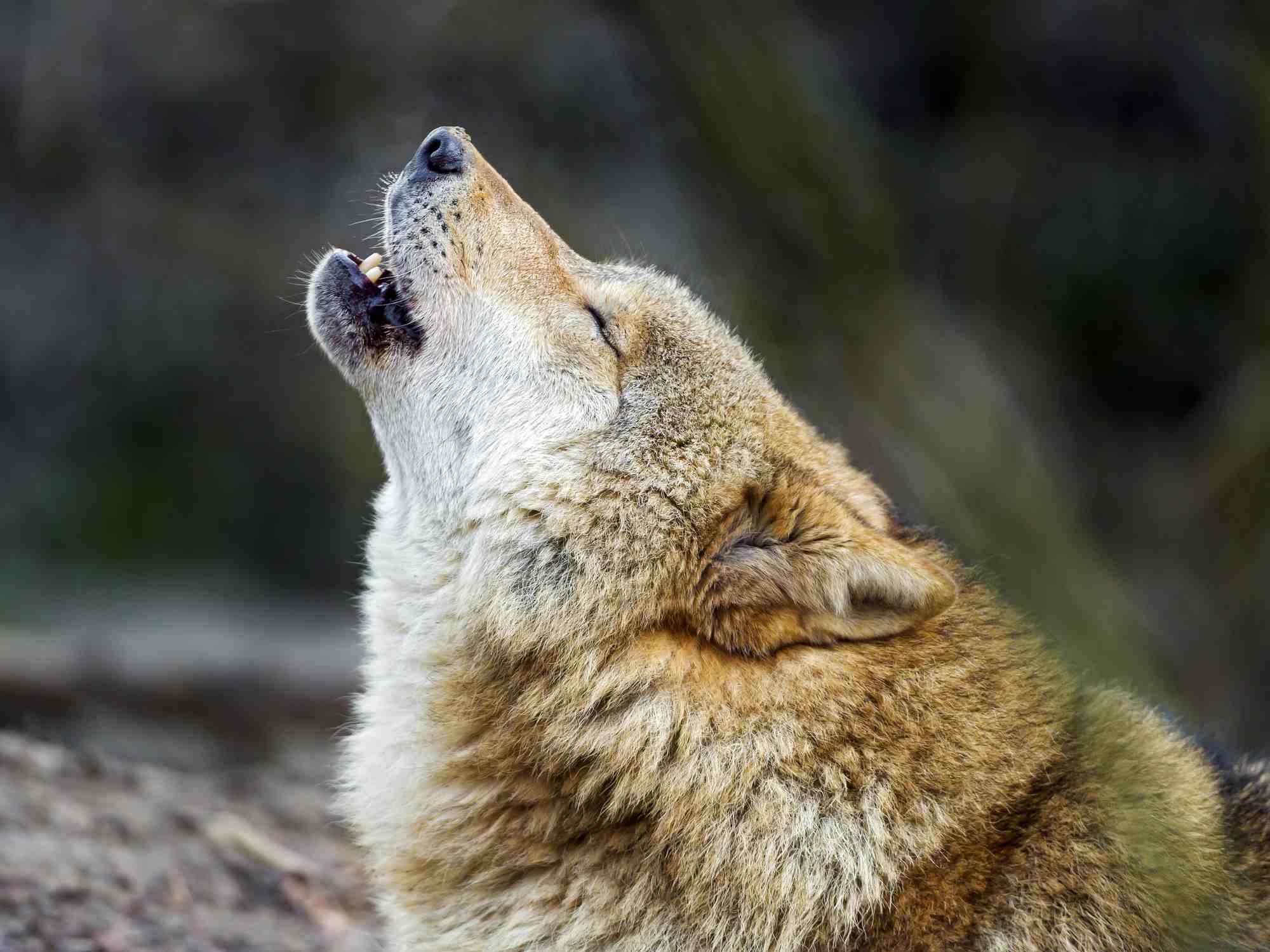 Red wolf howling