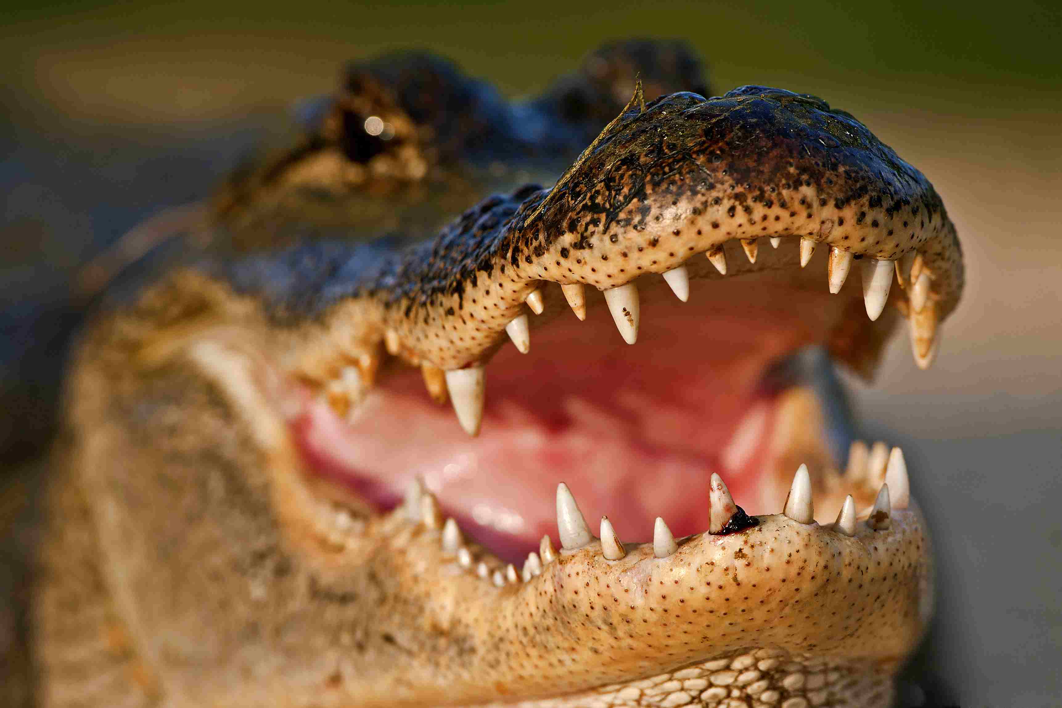 Alligator baring its teeth
