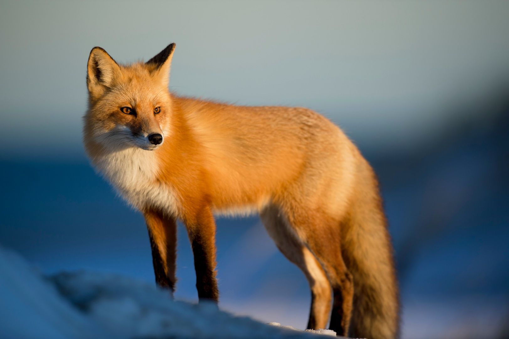 Red fox standing in sunlight