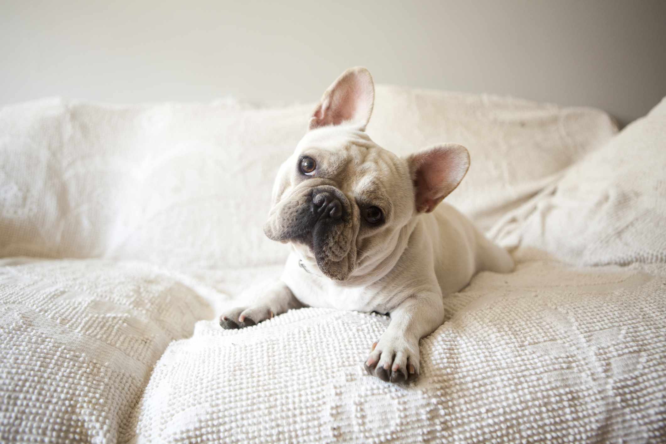 A French Bulldog lounging on a couch.