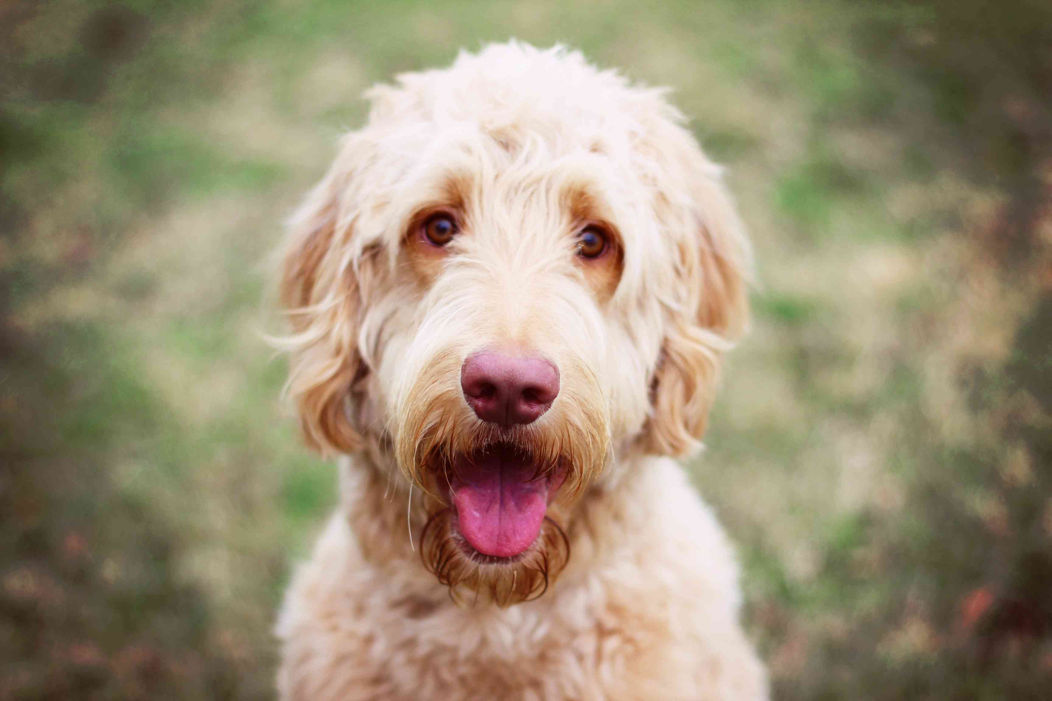 A Goldendoodle looking at the camera.