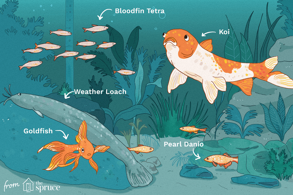 cold water fish illustration
