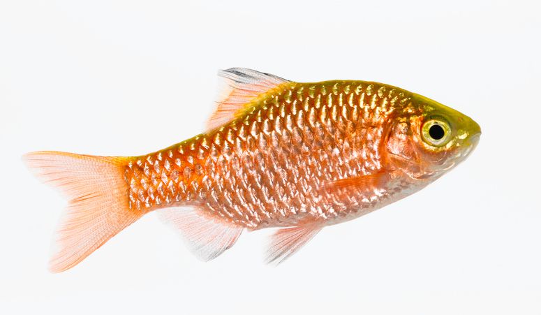 Rosy barb fish (Puntius conchonius)
