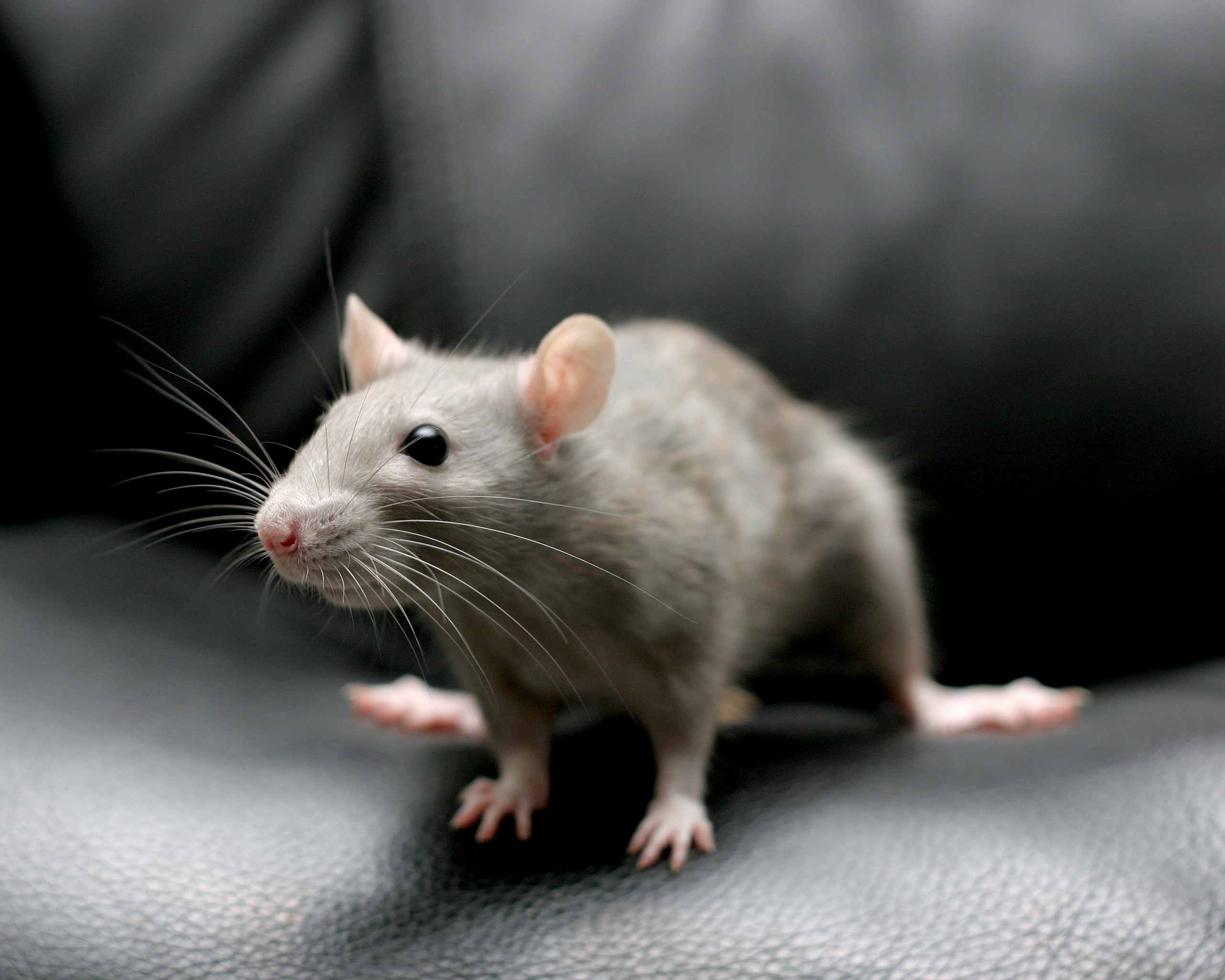 fancy rat on a couch