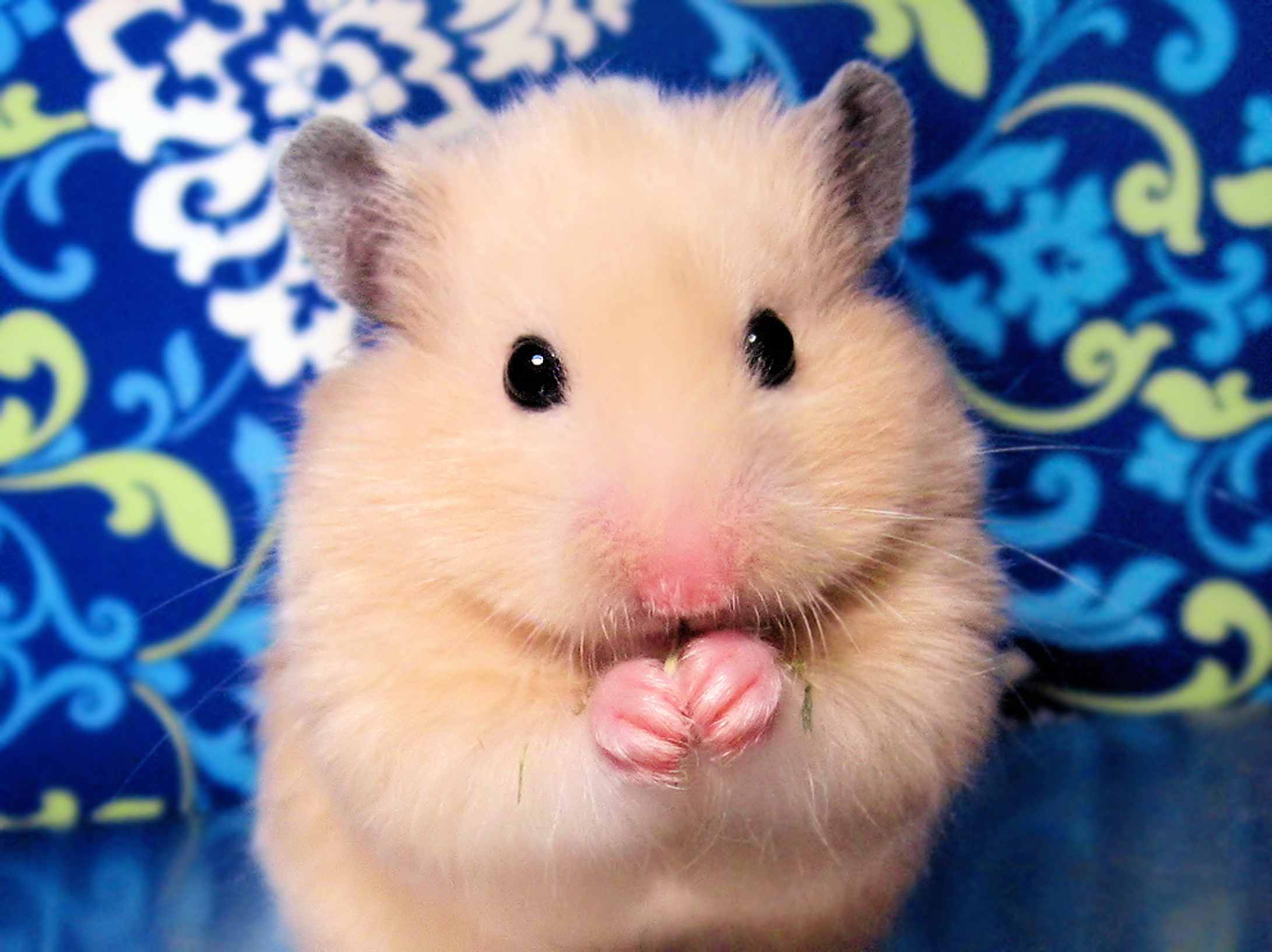 portrait of a hamster