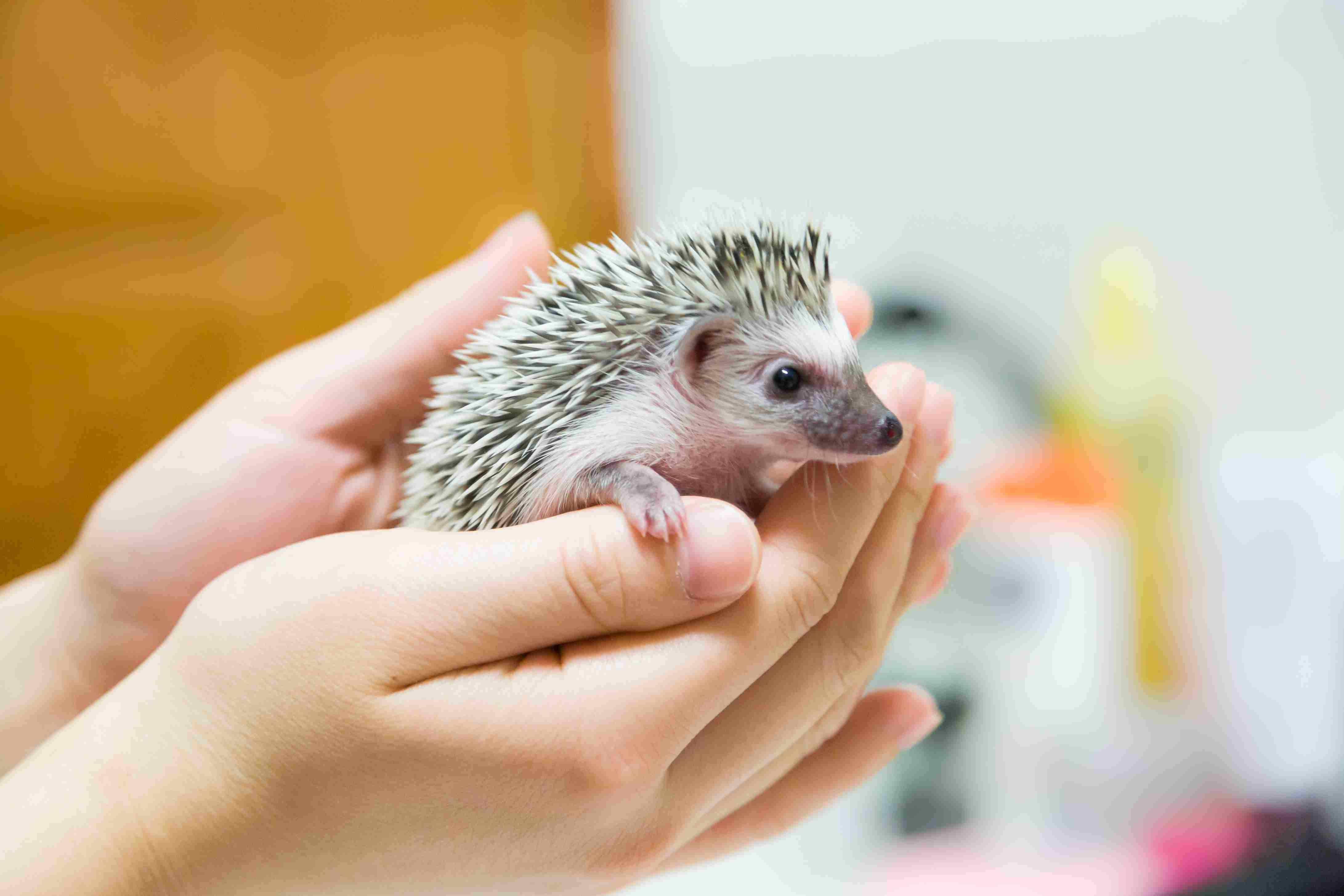 hedgehog in a person's hands