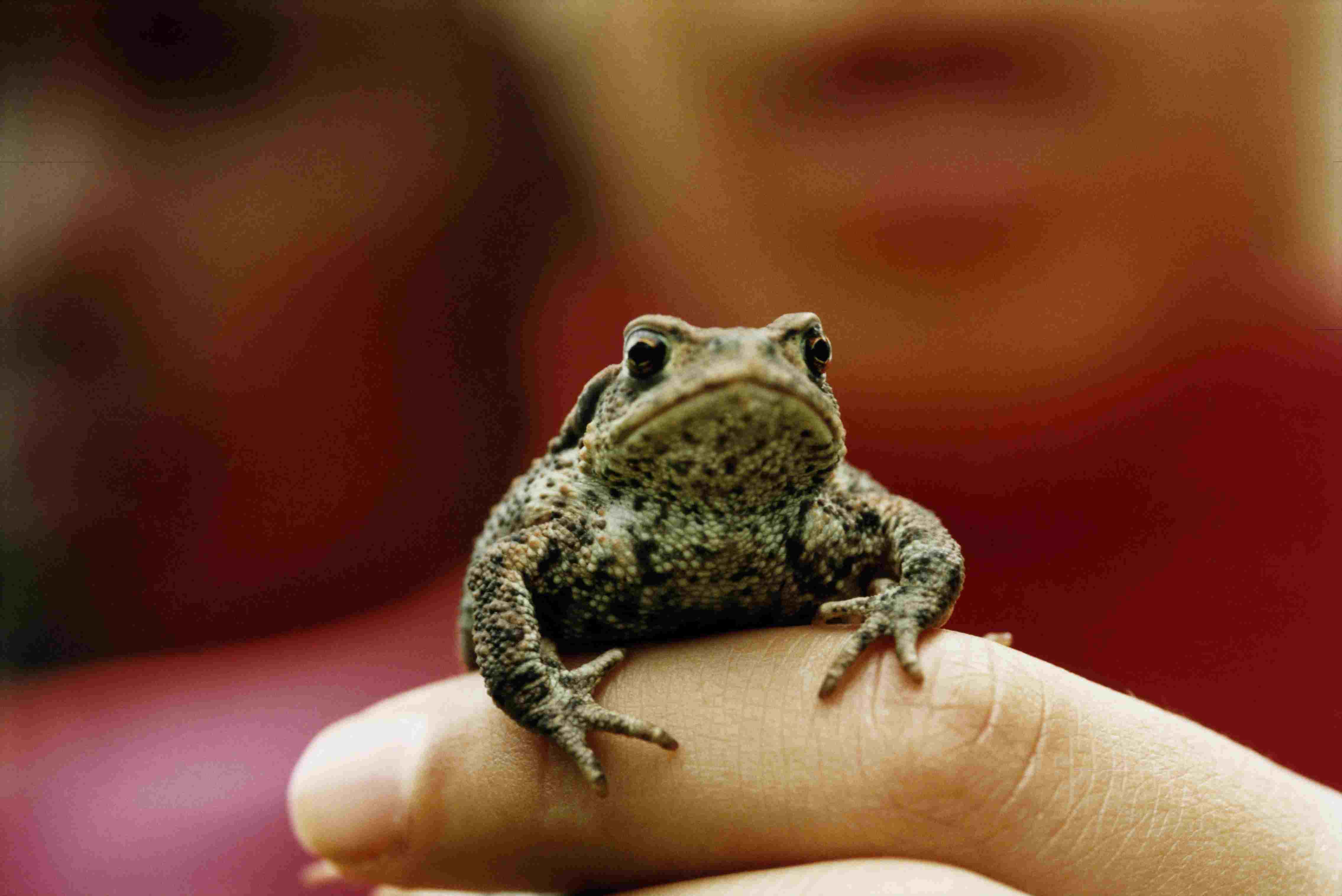 small frog in a person's hand