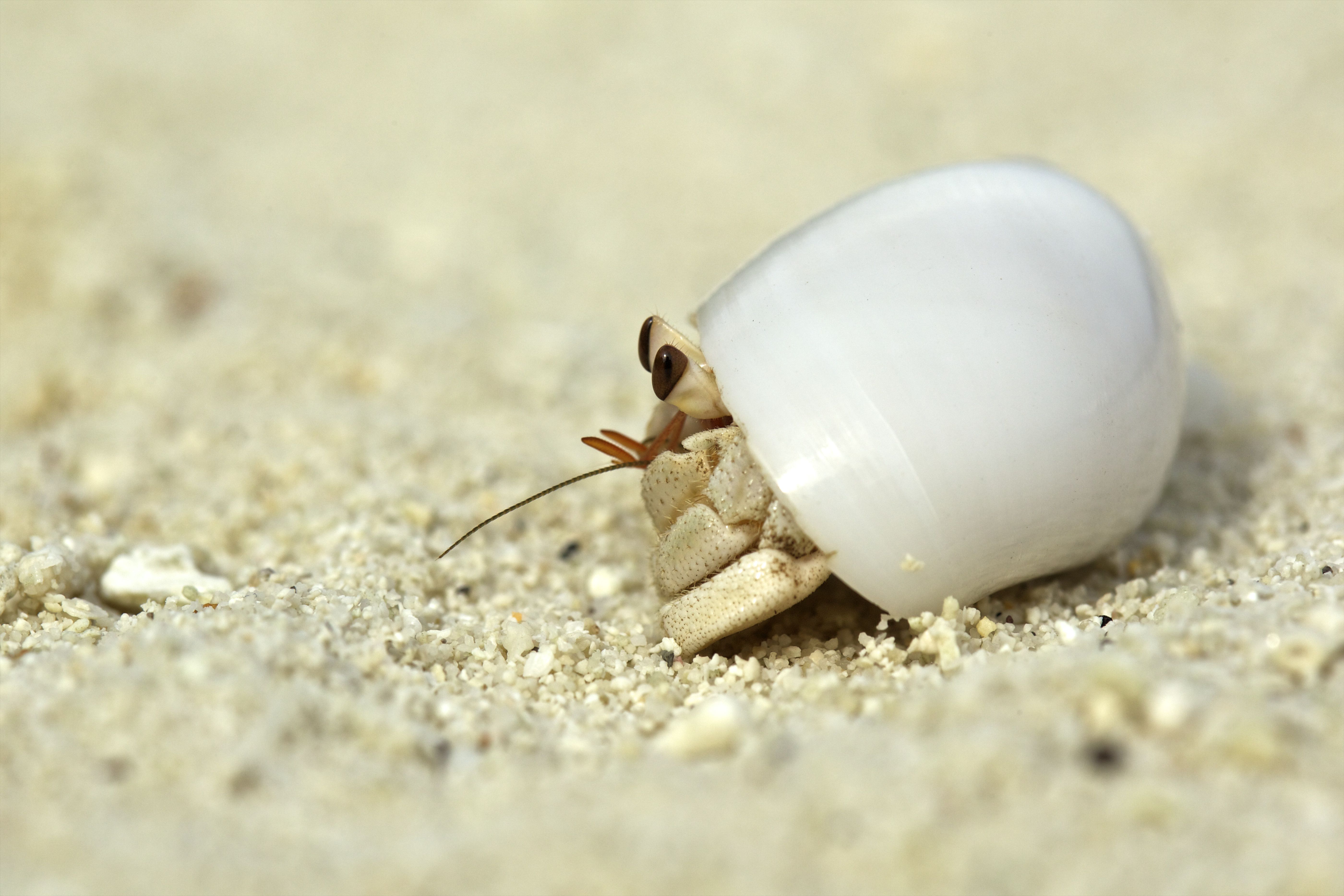 hermit crab in a shell on sand