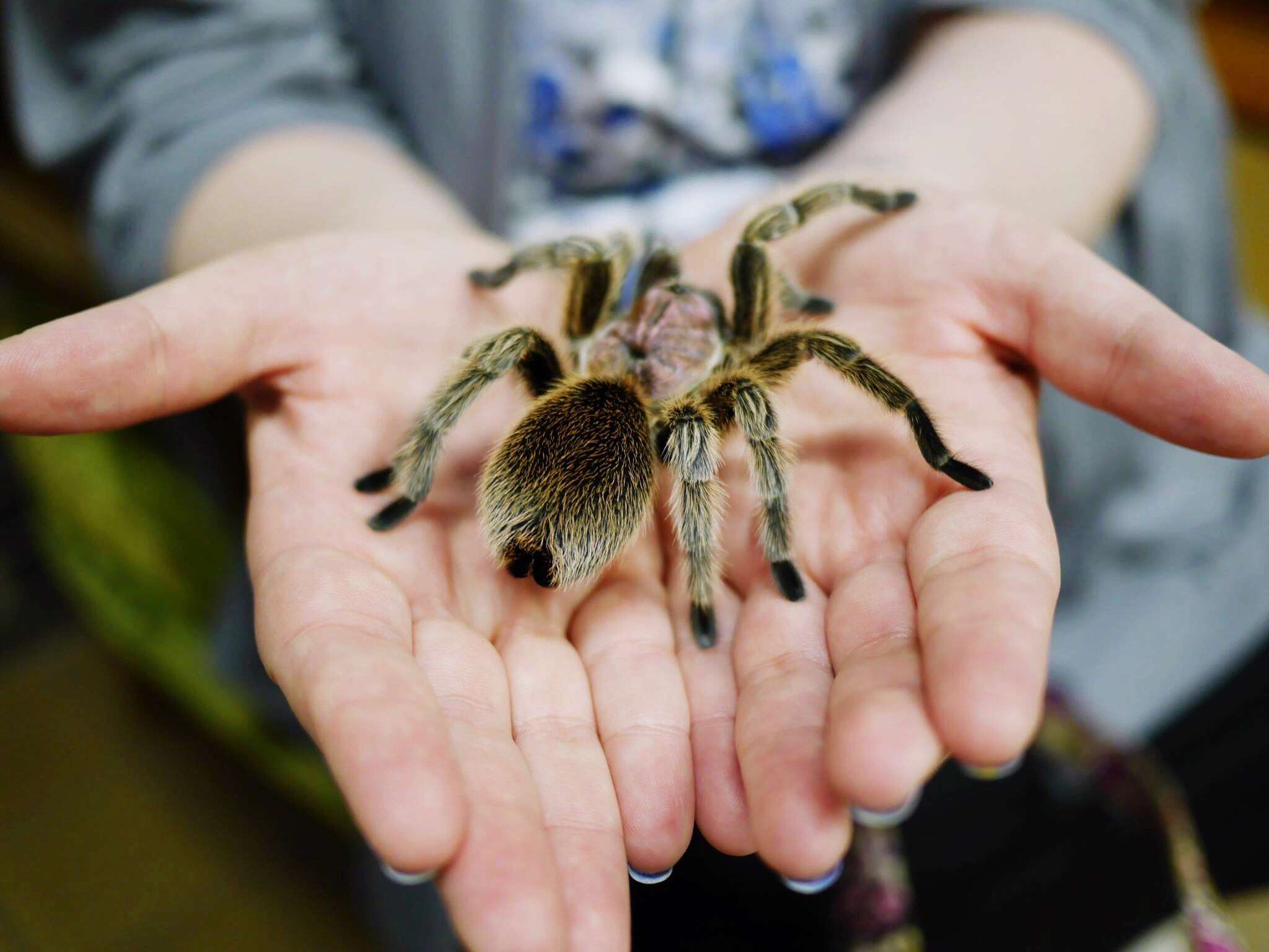 a tarantula in a person's palms