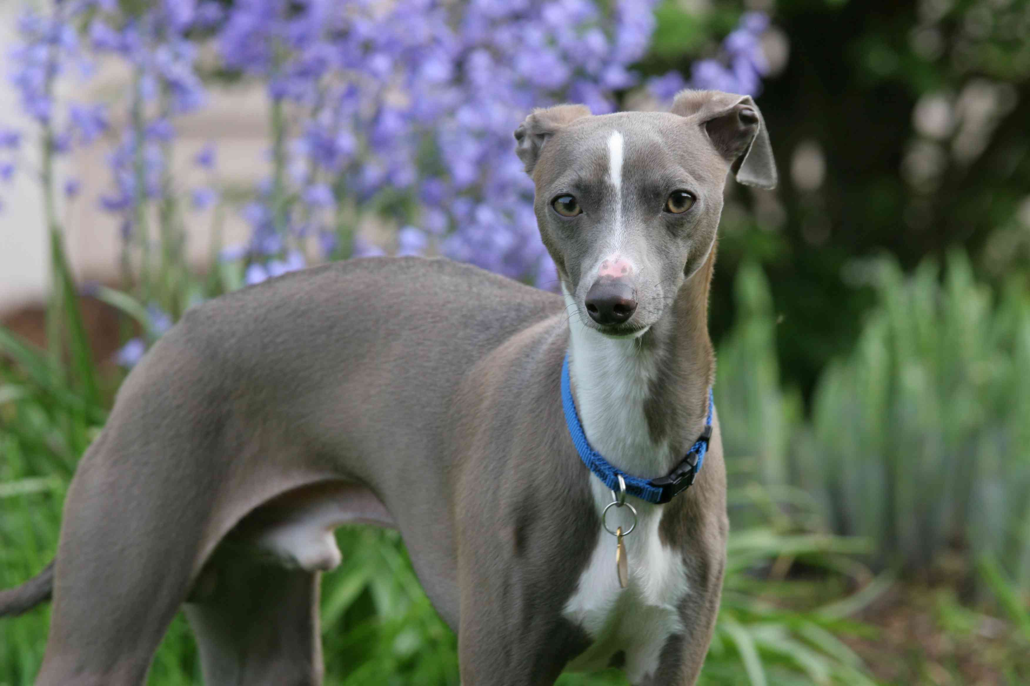 Blue Italian greyhound
