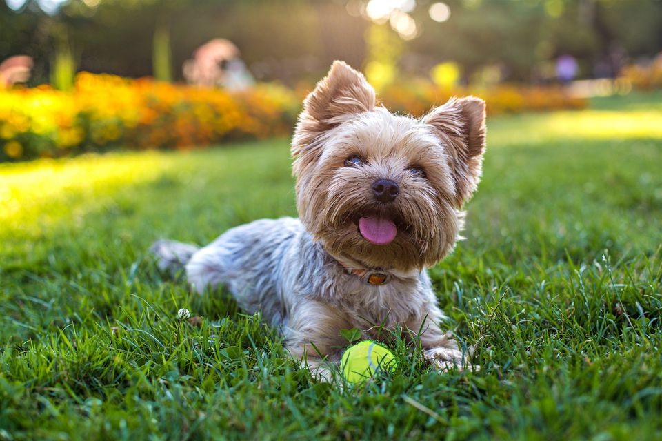 a Yorkshire Terrier sitting on the grass