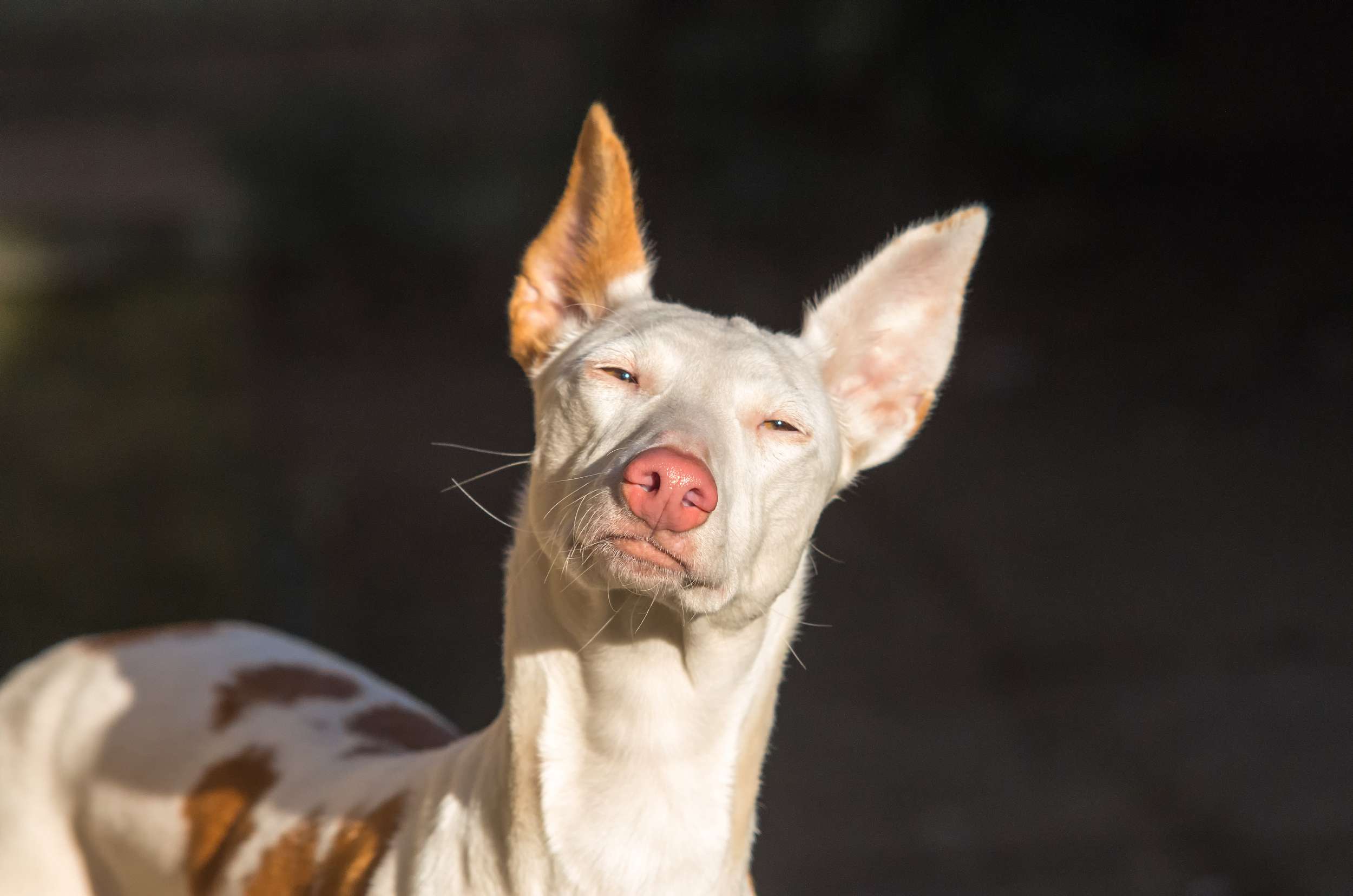 Ibizan hound looking into the sun