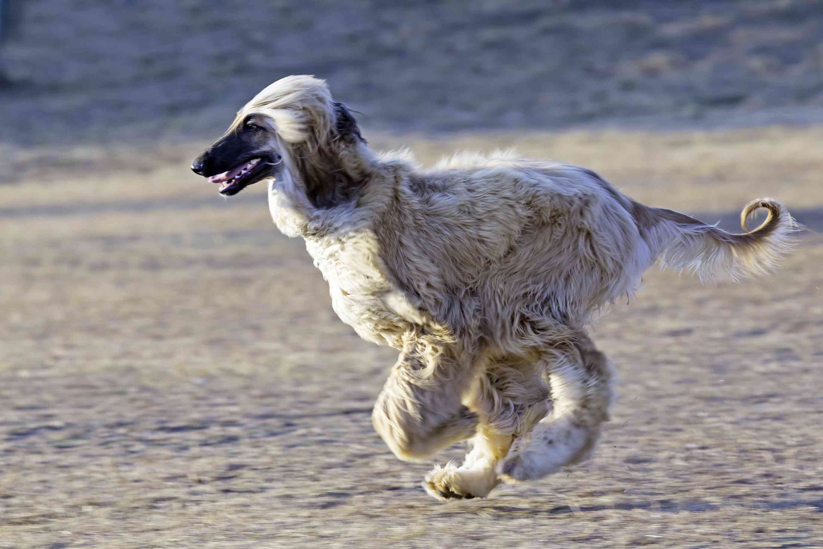 Afghan hound running across sand