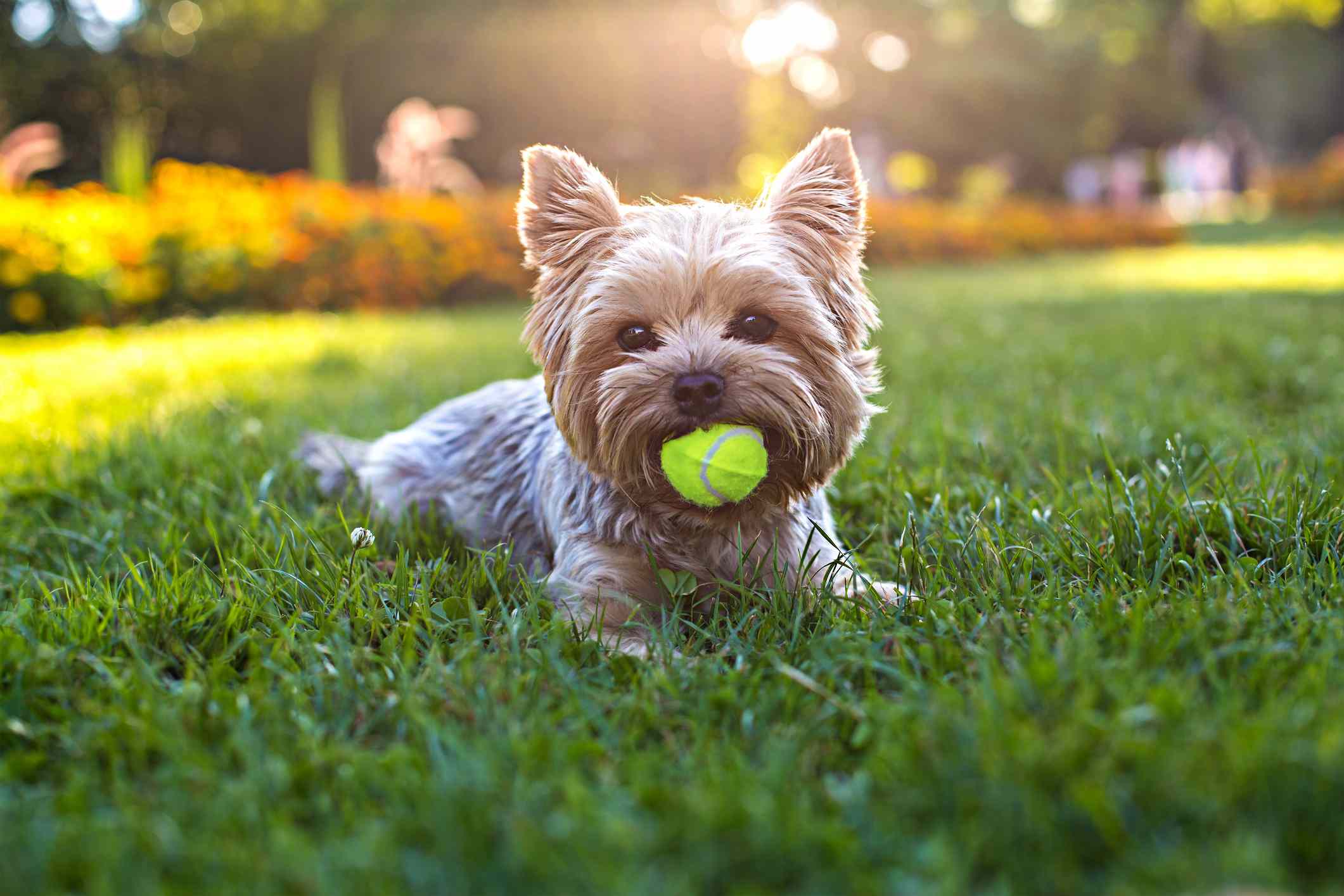 Yorkshire terrier in grass with tennis ball in mouth