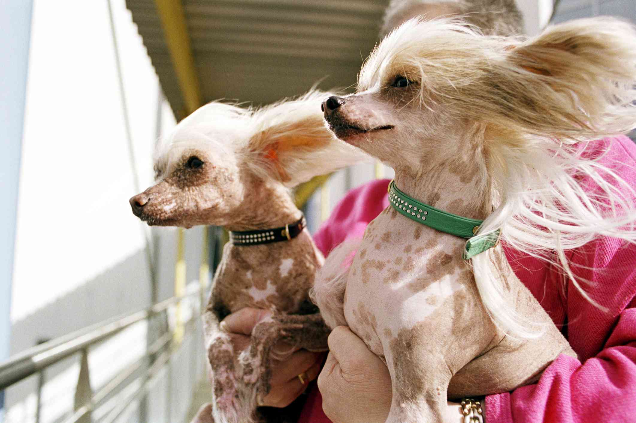 Two Chinese crested dogs on a boat
