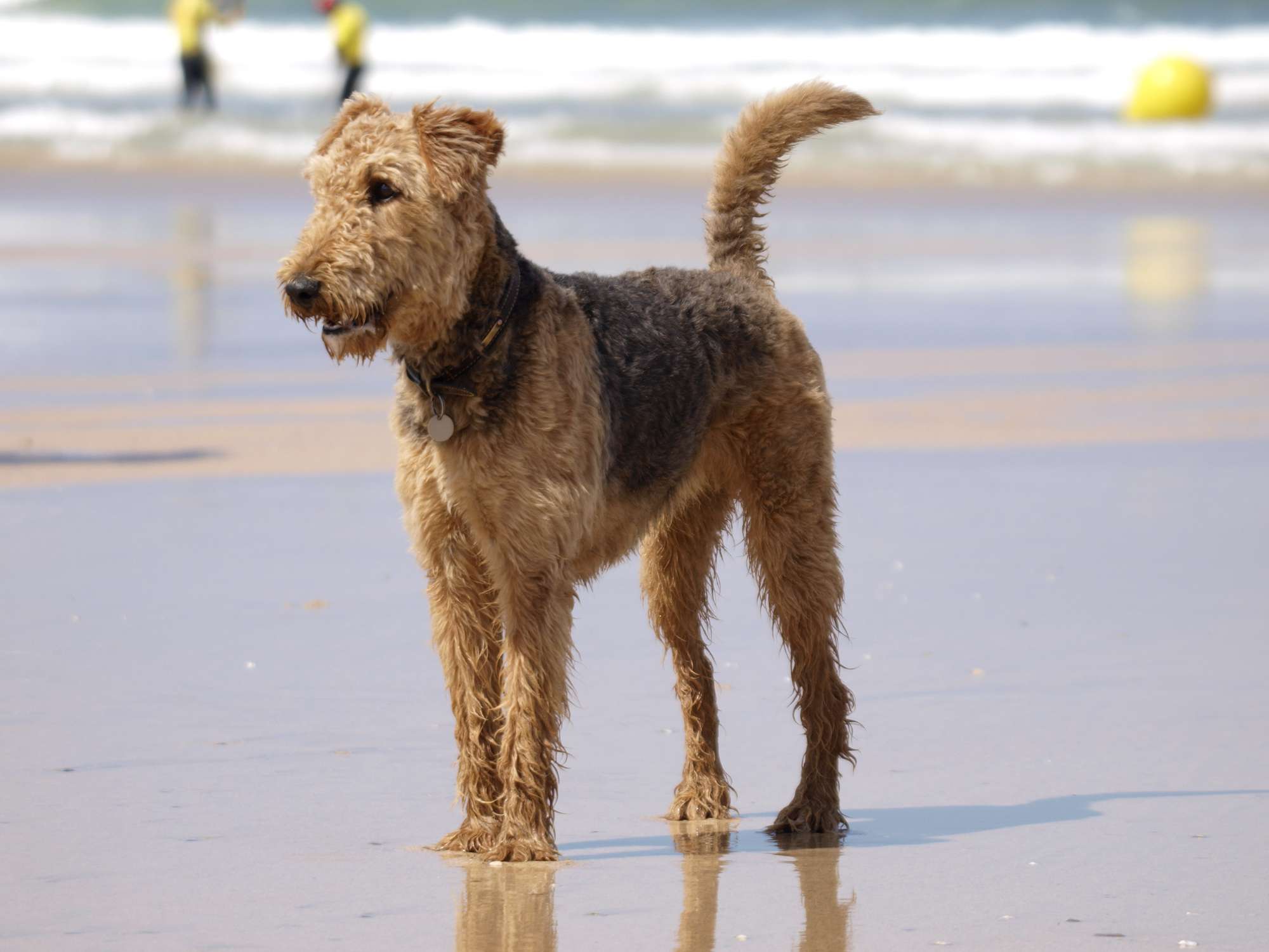 Airedale terrier standing on the beach