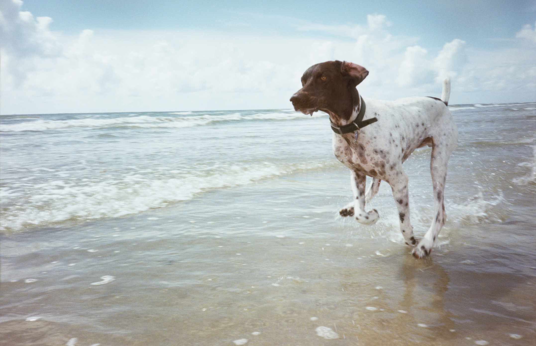 German shorthaired pointer running in surf on the beach
