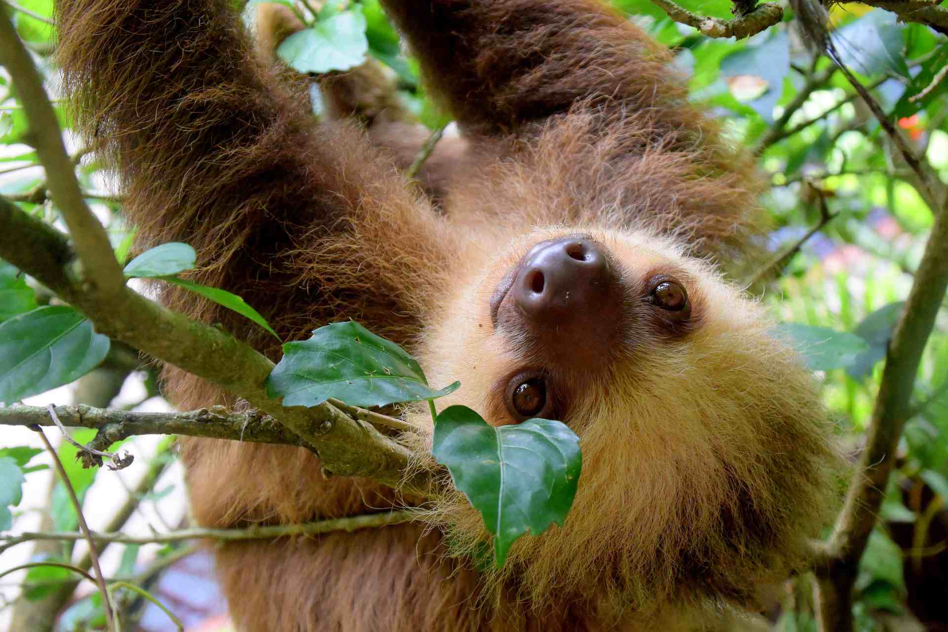 sloth in tree