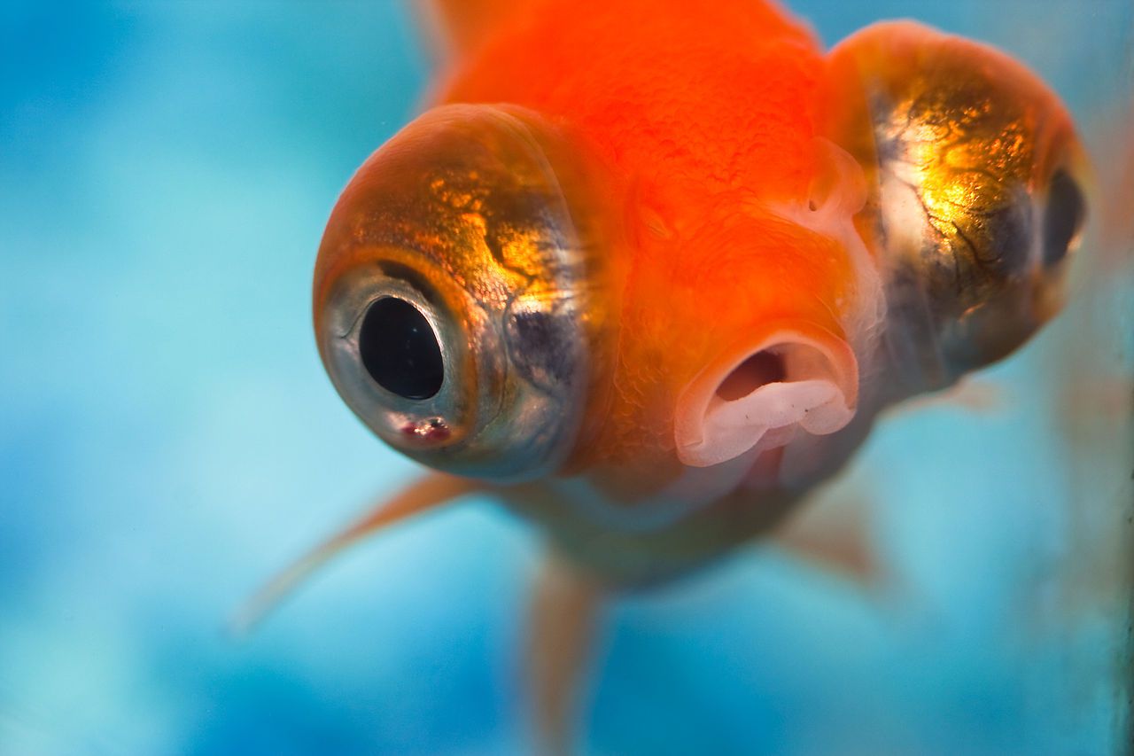 fish with bulging eyes