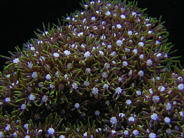 Green Star Polyps (Pachyclavularia sp.)