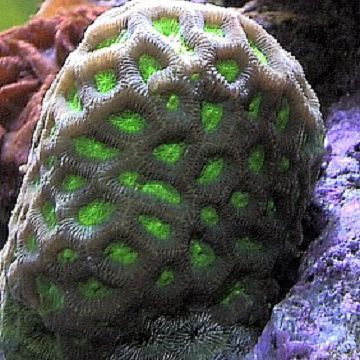 Green Closed Brain Coral (Favites sp.)