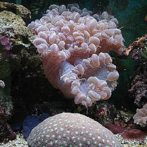 Bubble (Plerogyra sinuosa) and Moon (Favia species) Corals