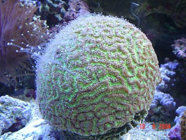 Brain Star Coral (Goniastrea sp.)