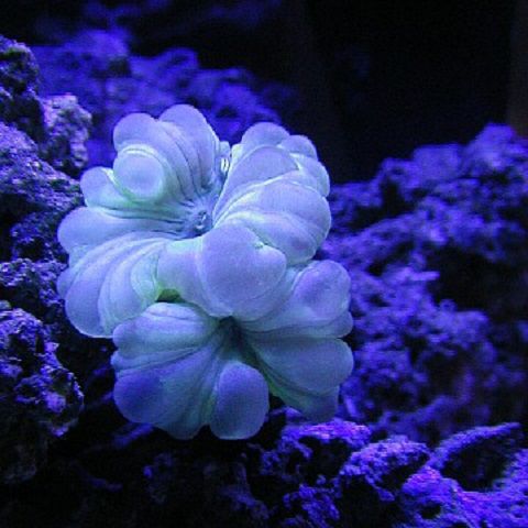 Fox (Nemenzophyllia turbida) Coral