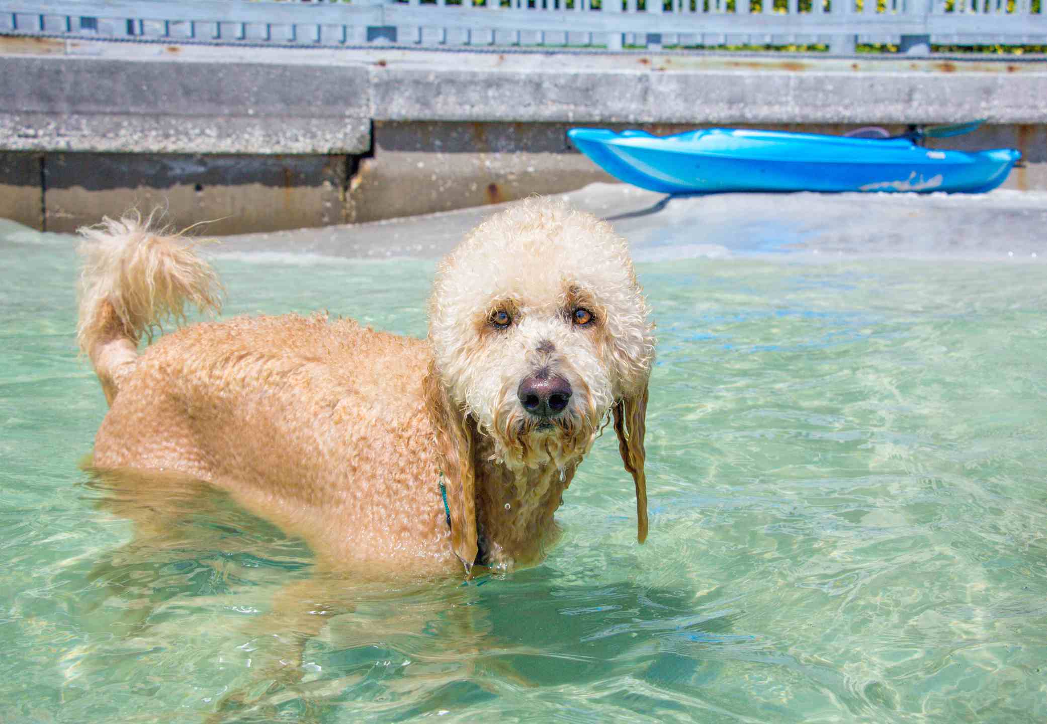 Goldendoodle dog standing in the ocean, United States