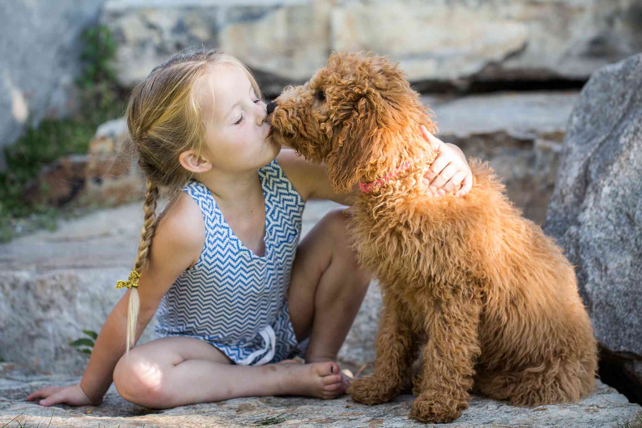 goldendoodle dogs