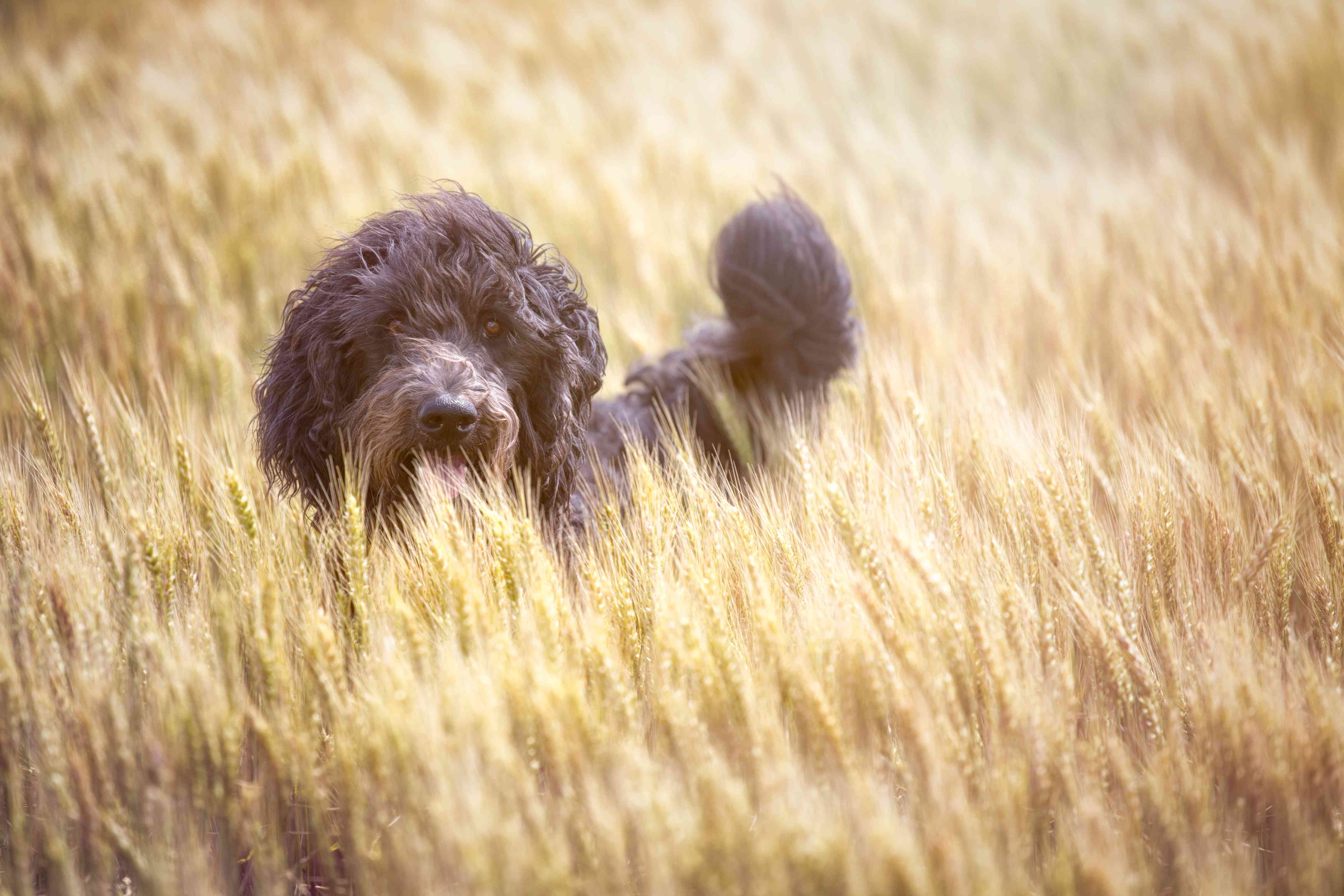 Goldendoodle in wheat field