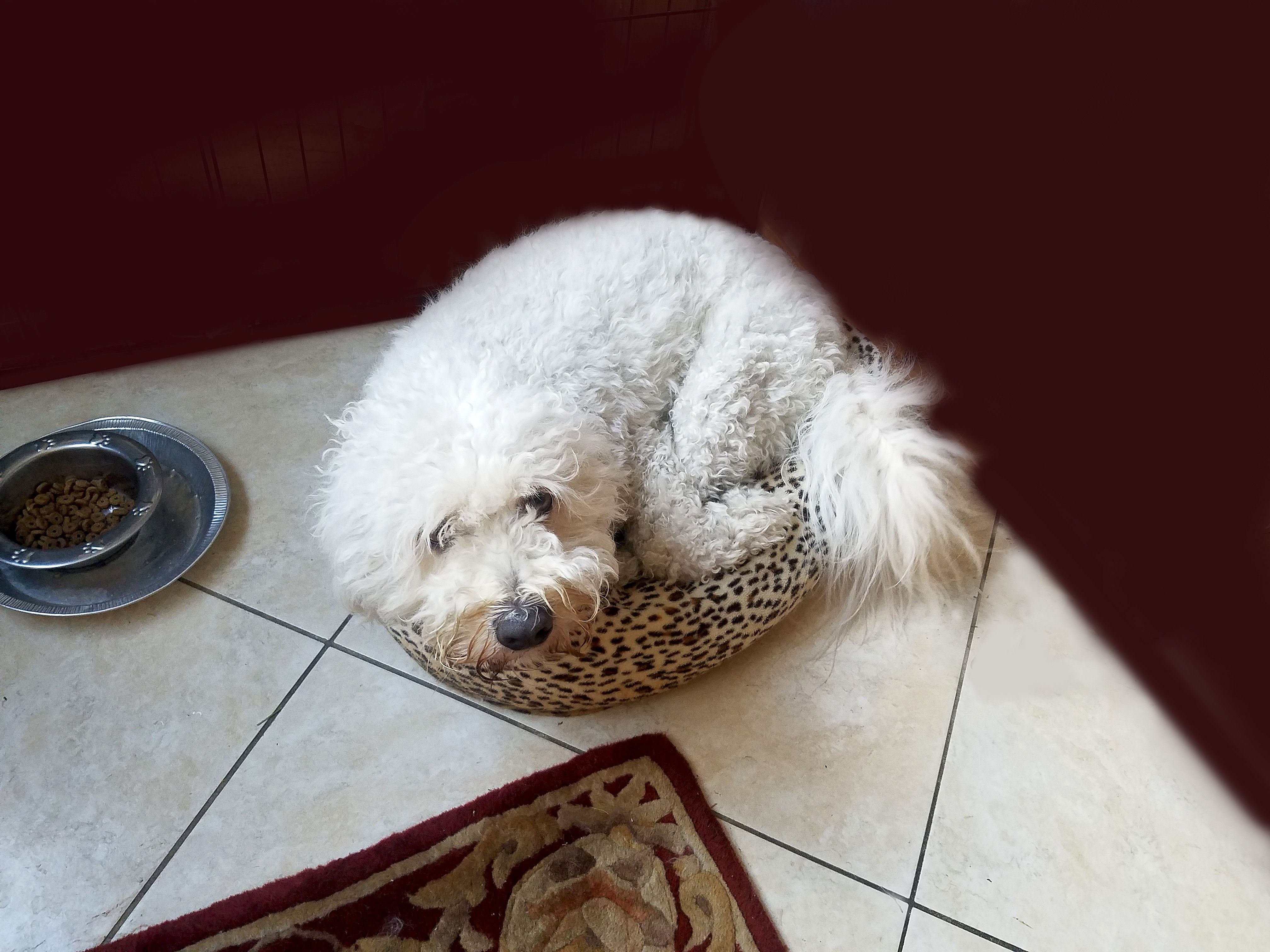 A big dog has squeezed himself into a tiny dog's bed.