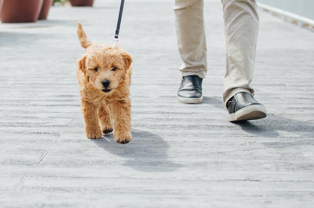 goldendoodle dogs