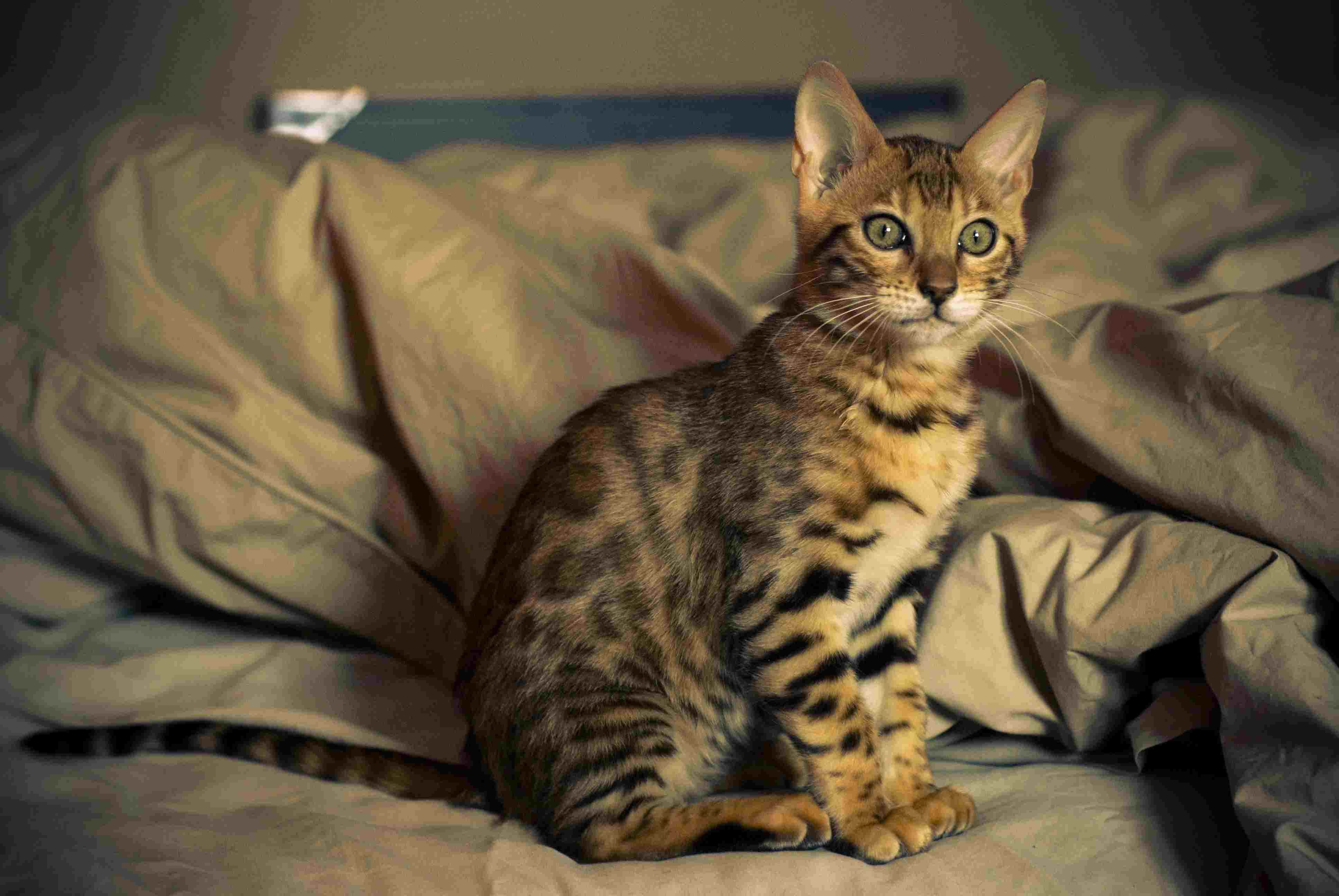 Bengal kitten sitting on a bed