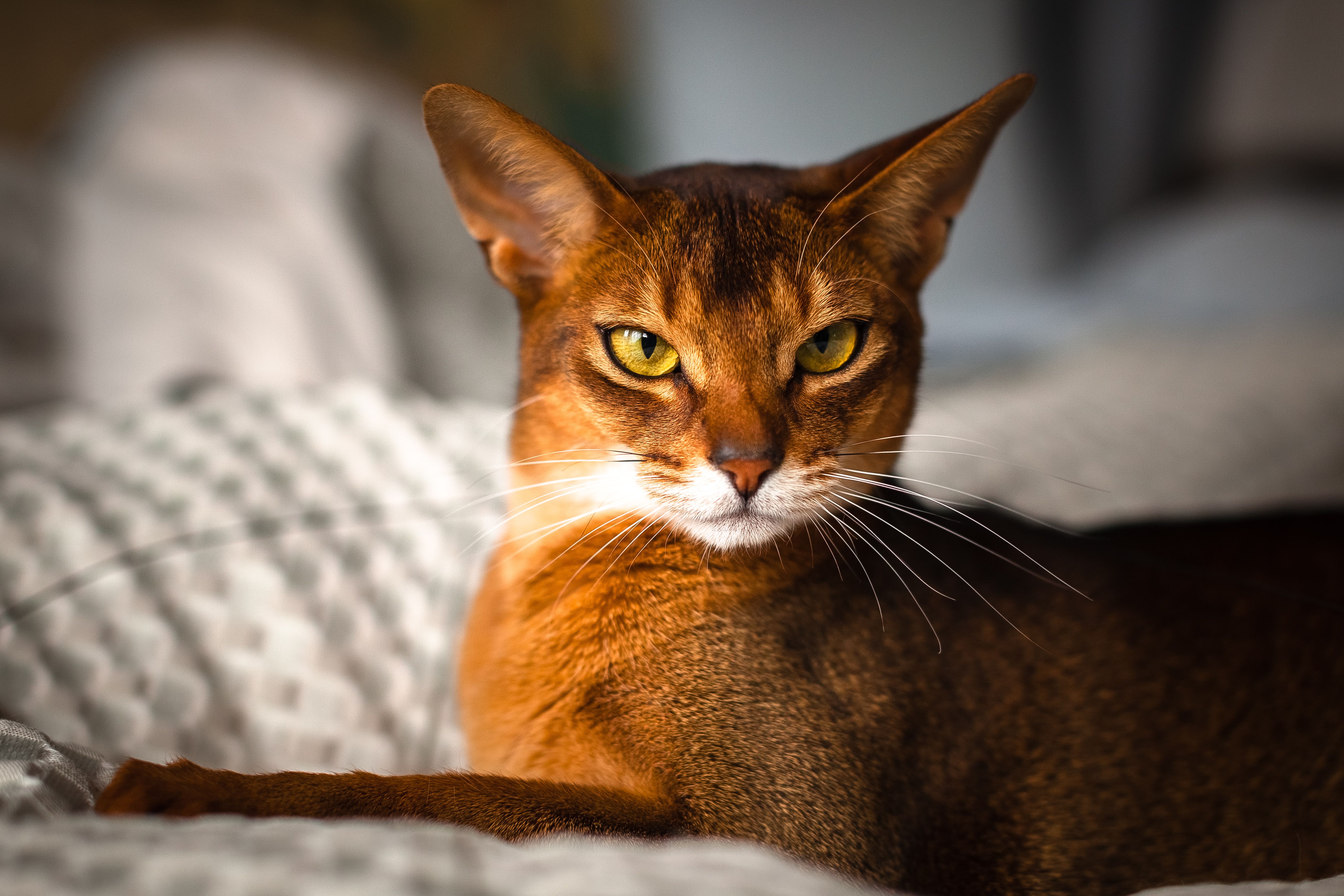 Abyssinian cat on a white blanket