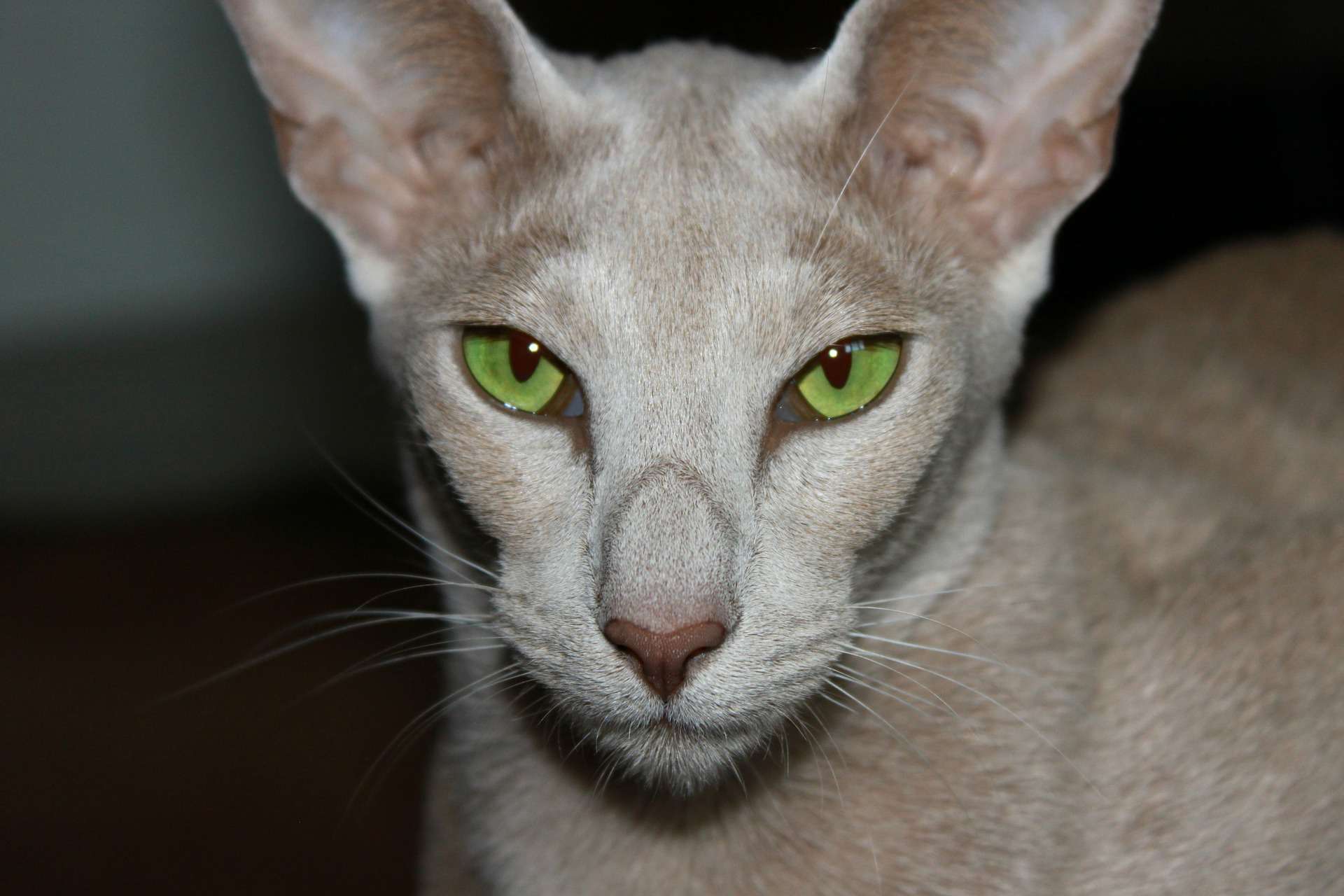 Oriental shorthair cat close-up