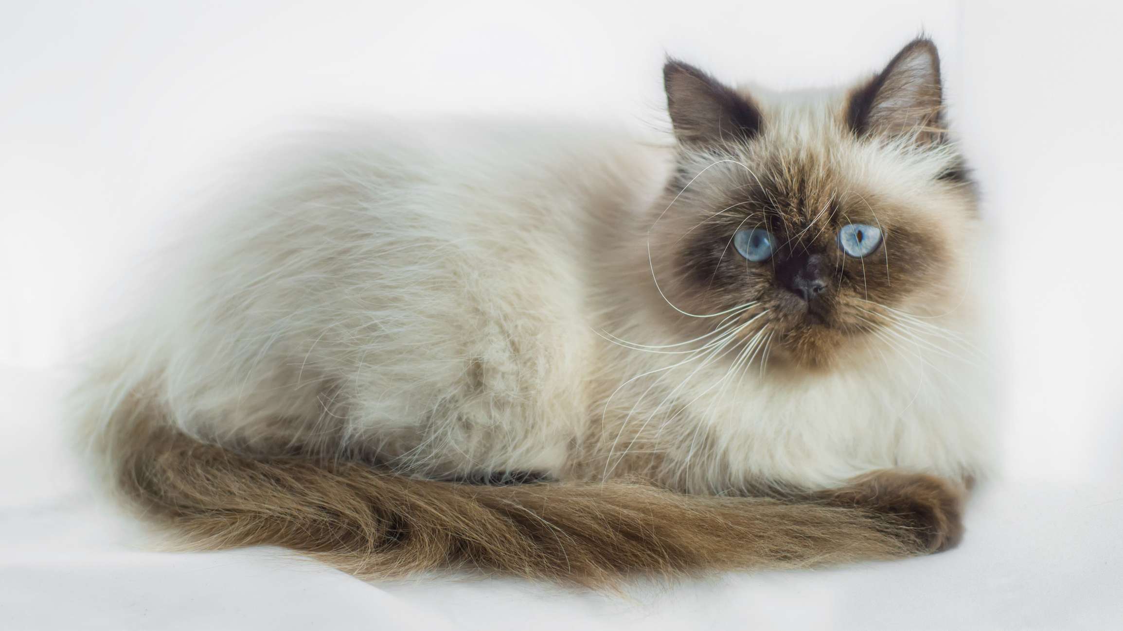 Himalayan cat on white background