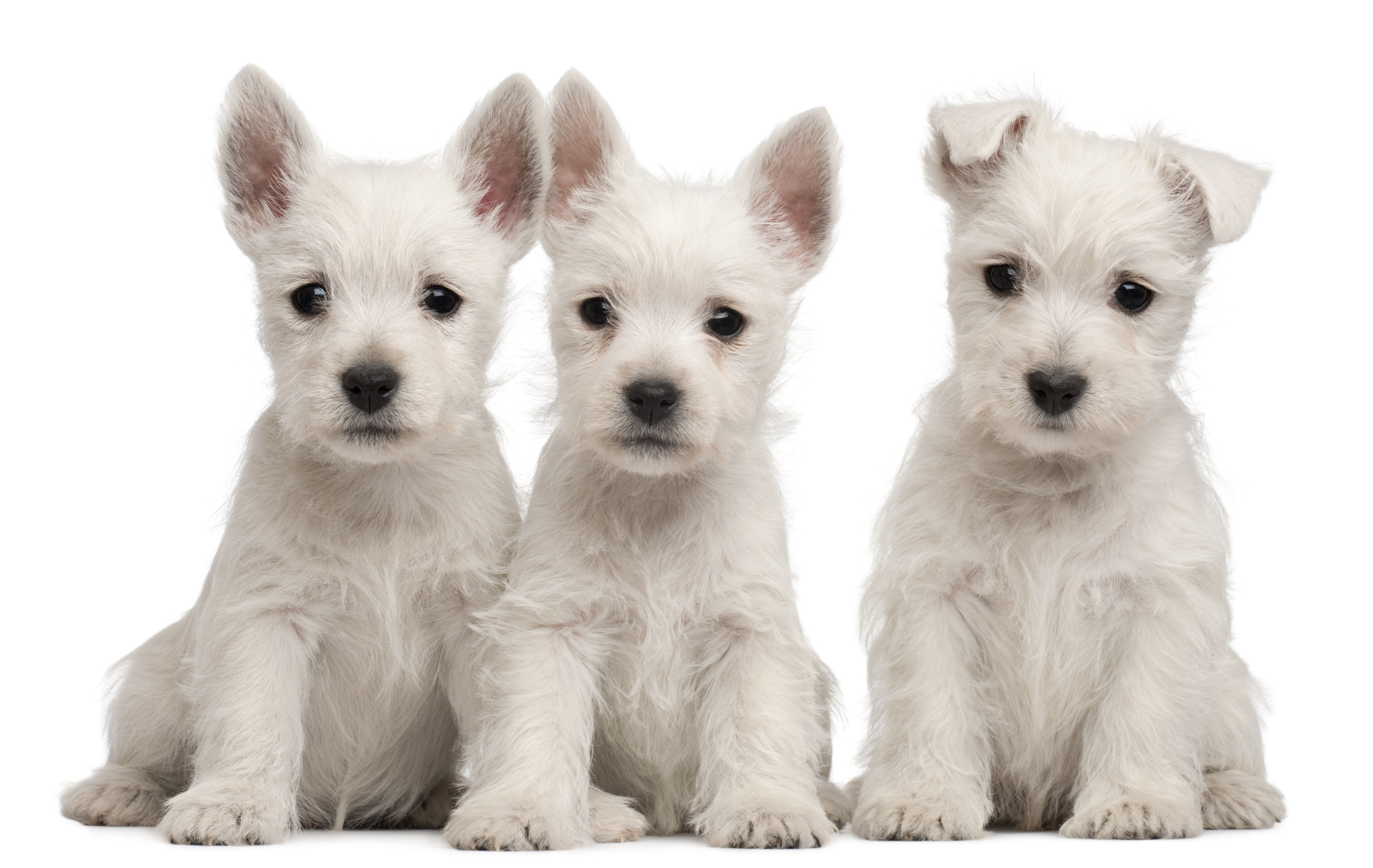 3 Westie Pups