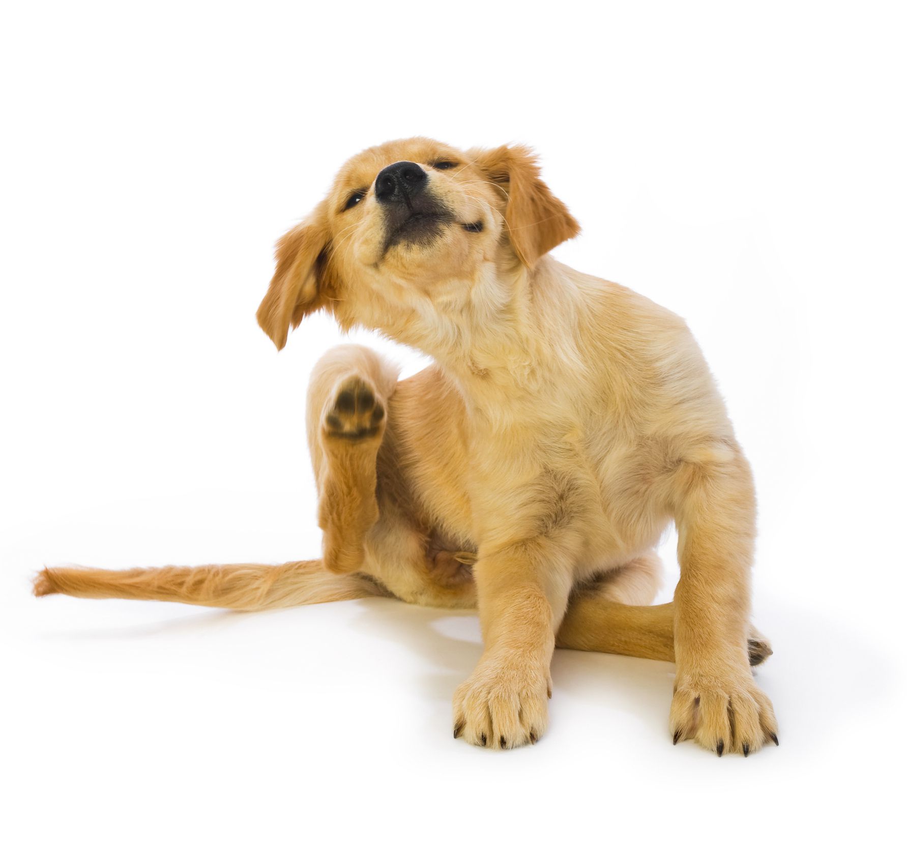 Fleas are not just itchy, they carry (and cause) disease.