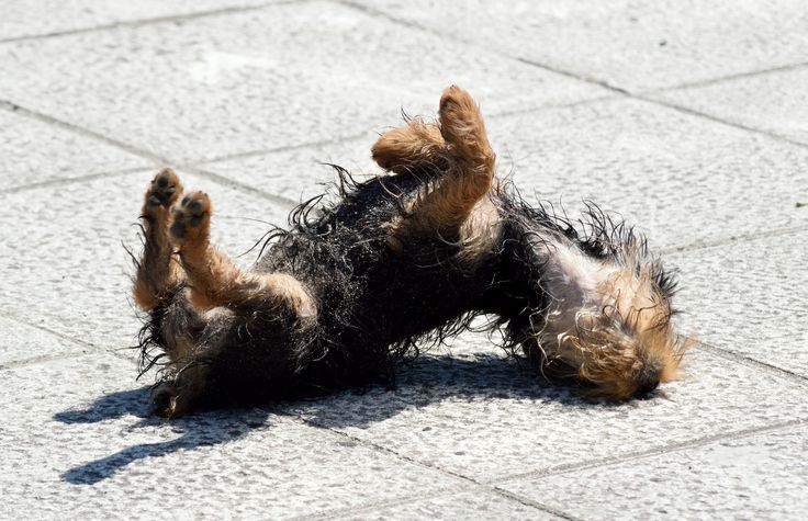 dog rolling around in the sun