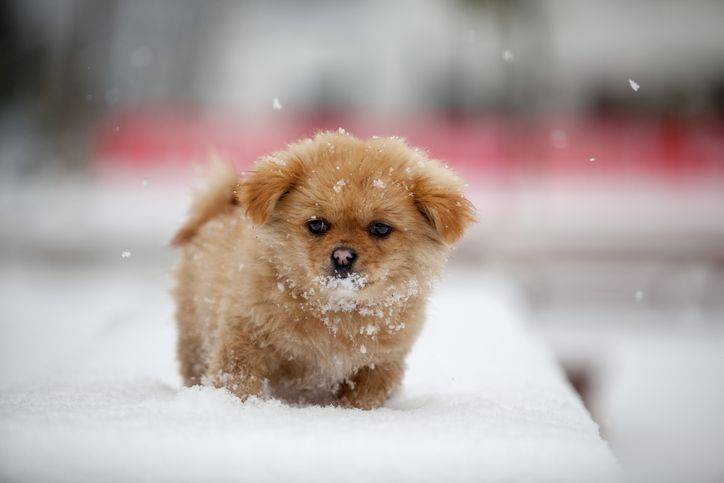 puppy standing in the snow