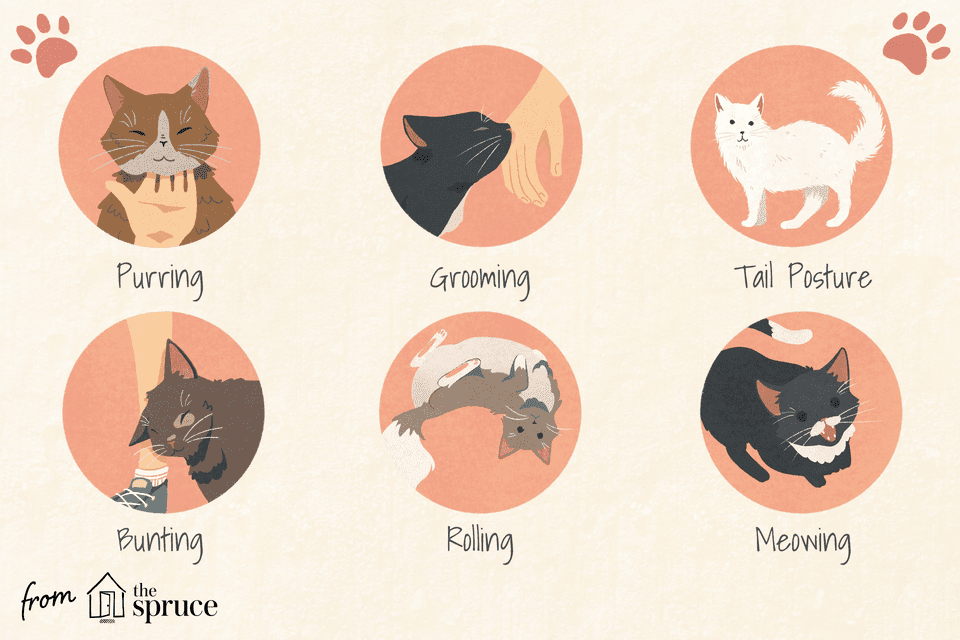 how cats show love illustration