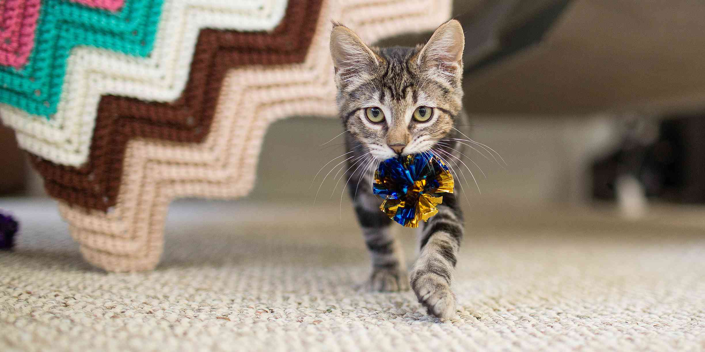 Tabby cat carrying a toy.