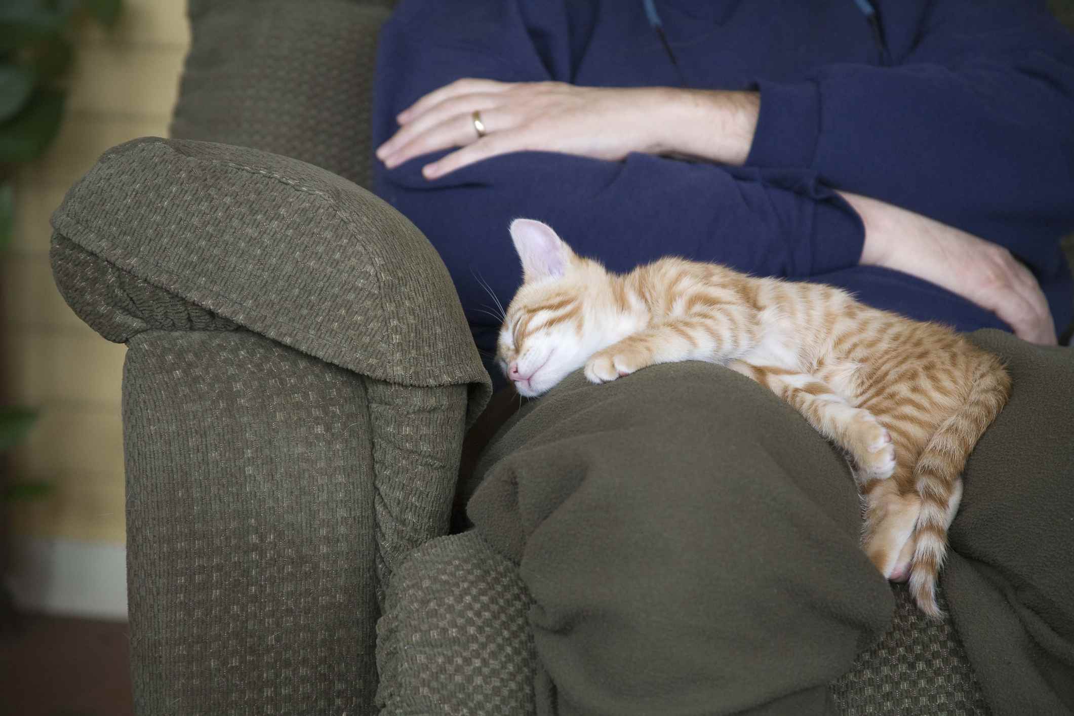 Cat sleeping in owner's lap