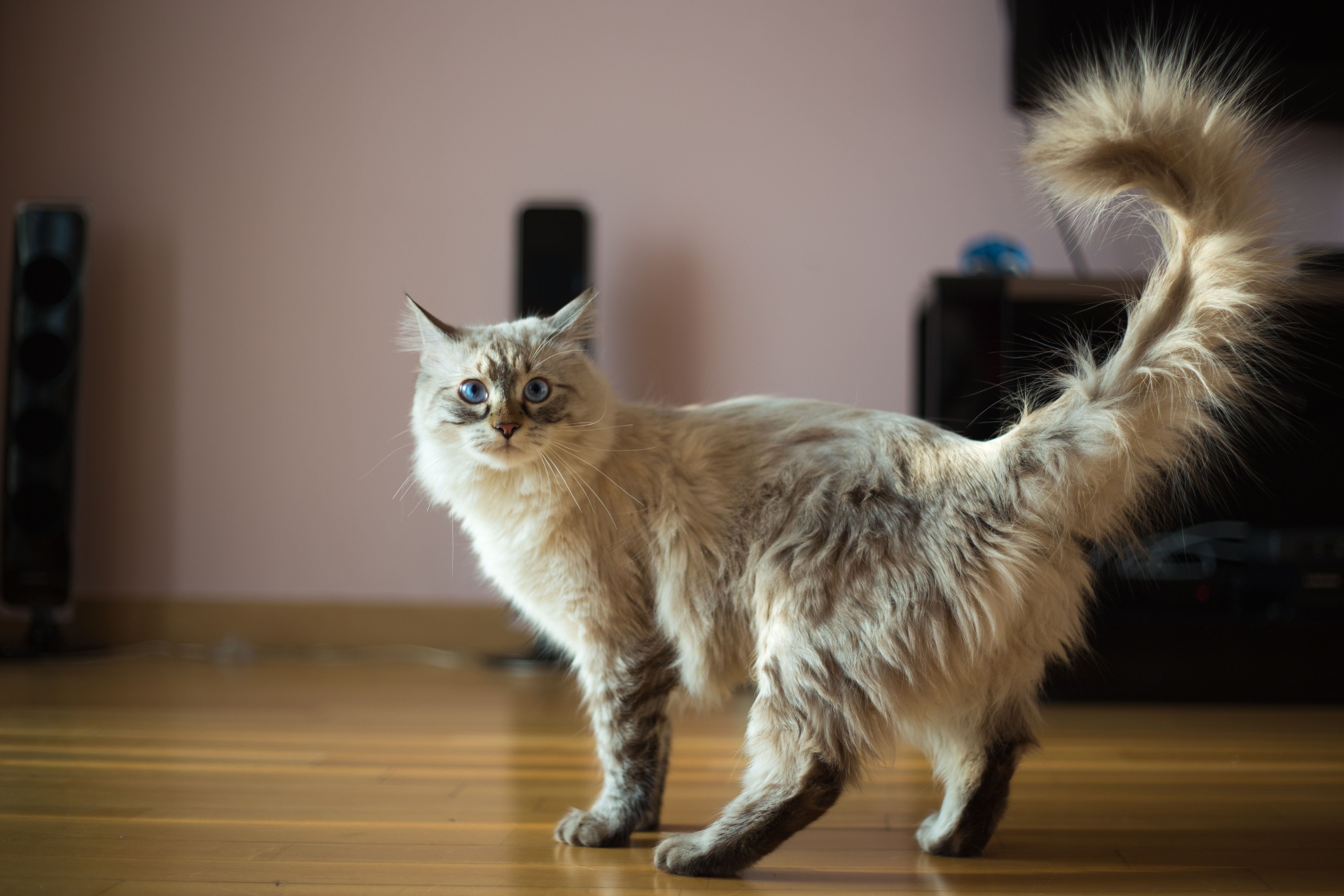 Ragdoll cat standing on floor with tail held up