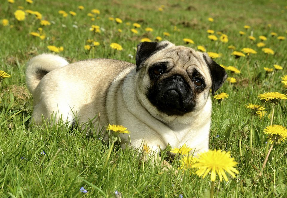 Pug lying in meadow with dandelions, Sweden, Europe