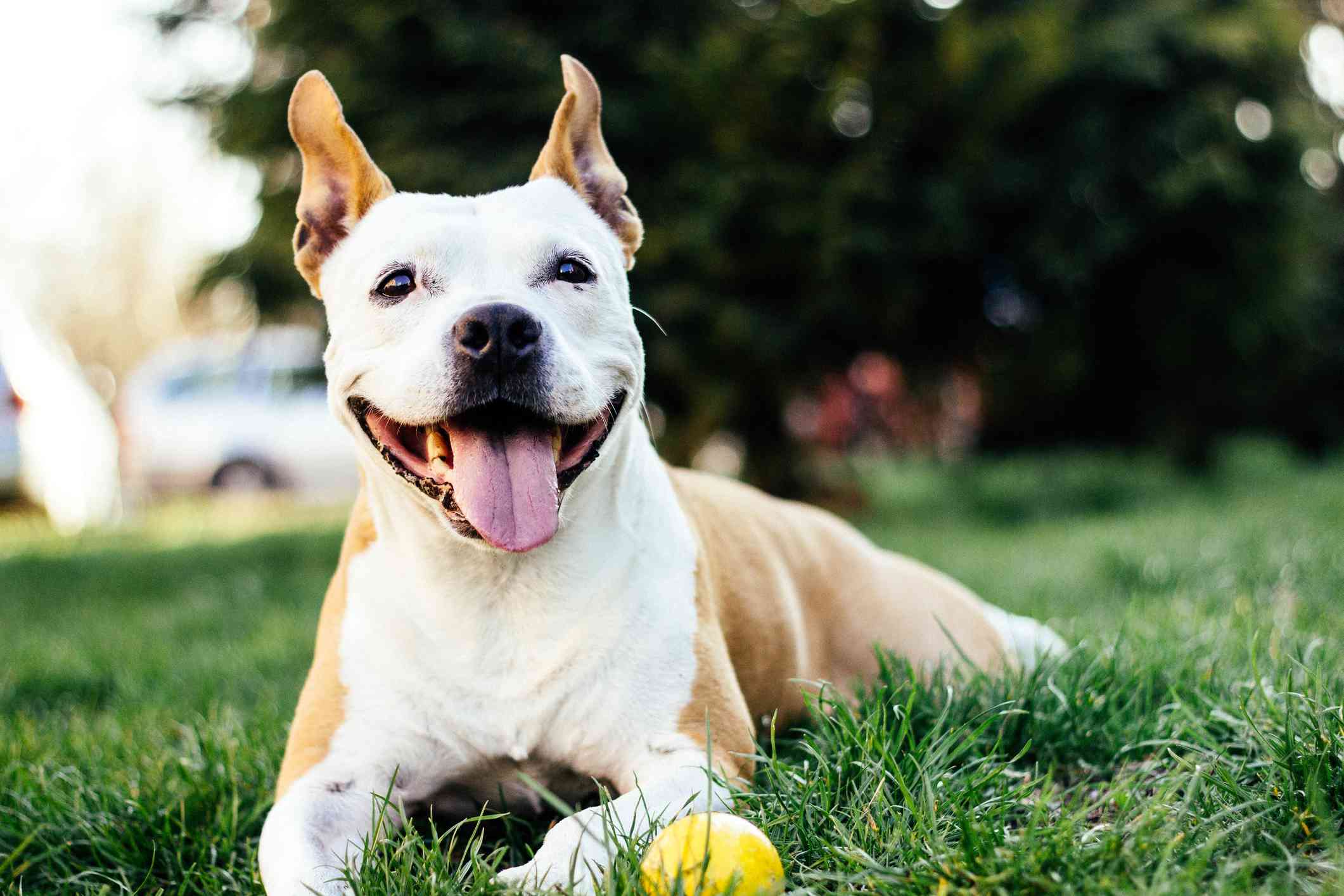American staffordshire pit bull smiling at camera outside