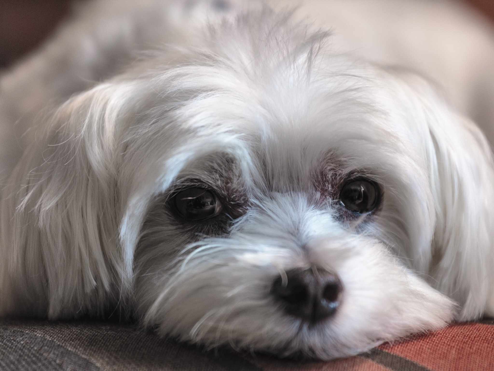 Up close portrait of maltese dog