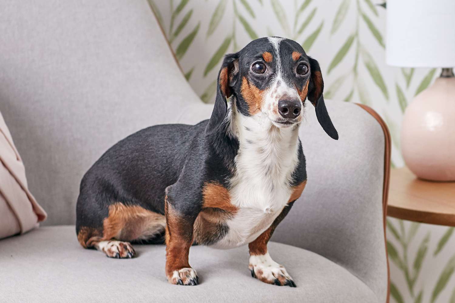 A dachshund on a chair