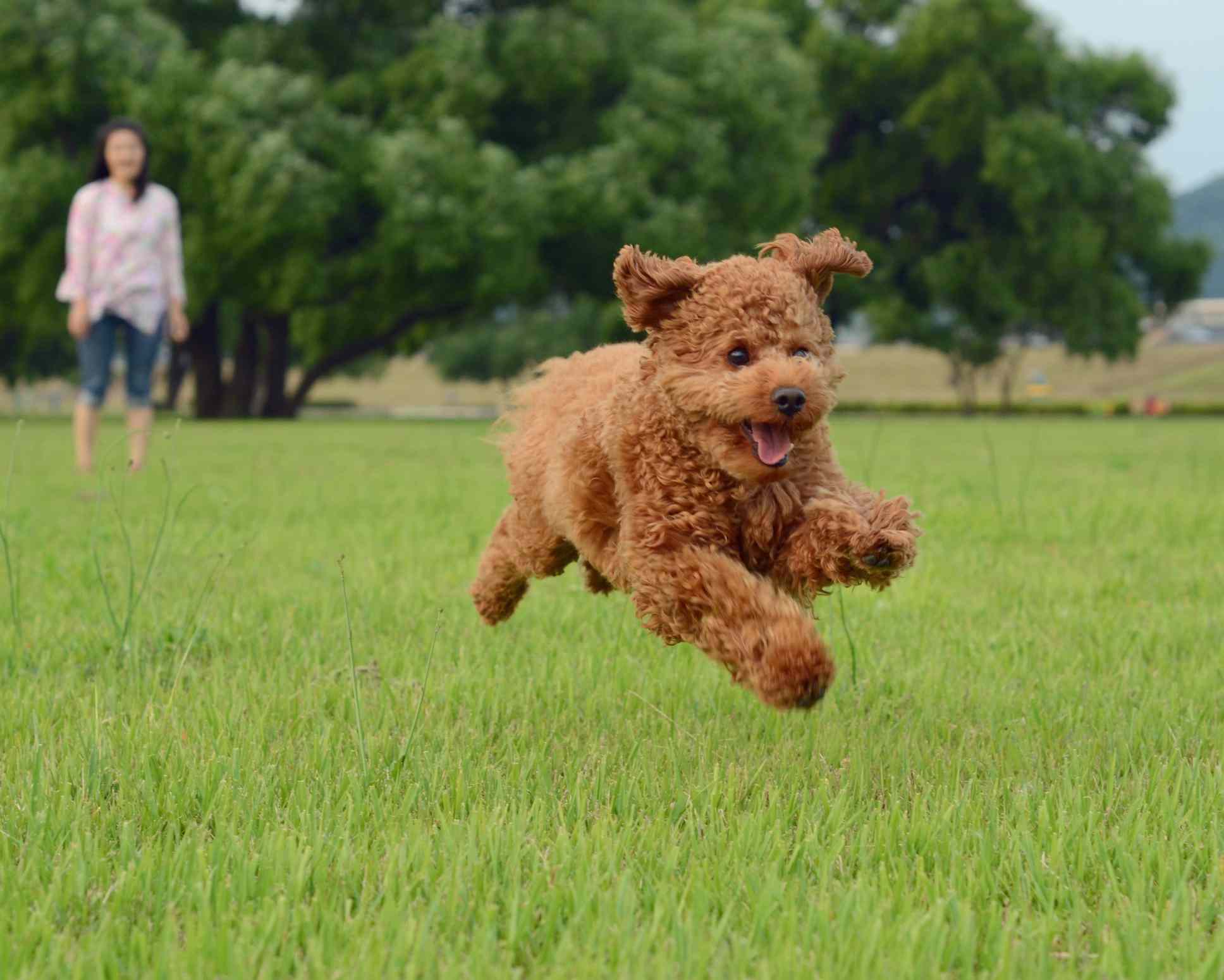 Apricot poodle running across grass